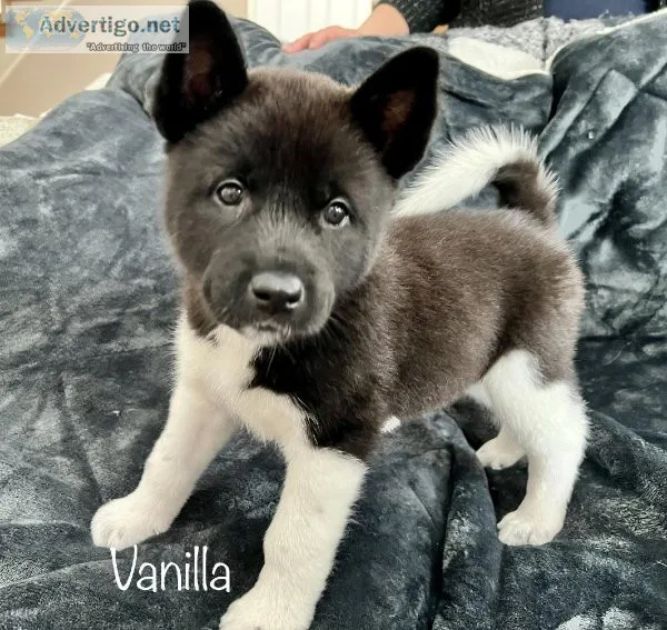 American Akita 750 obo