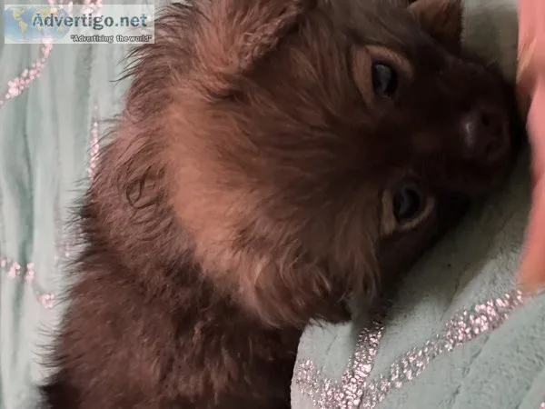 Pomeranian mix female puppy for sale