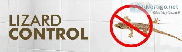 Lizard Control Services in Noida