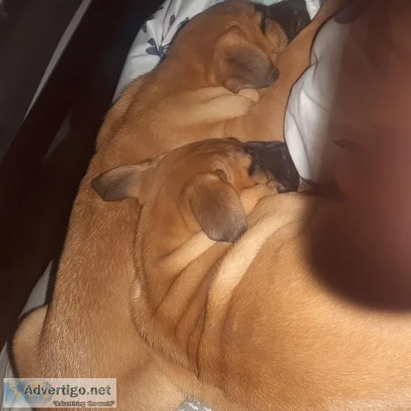 Lola and Rocky