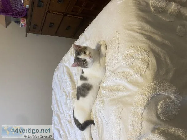 7 mo male cat