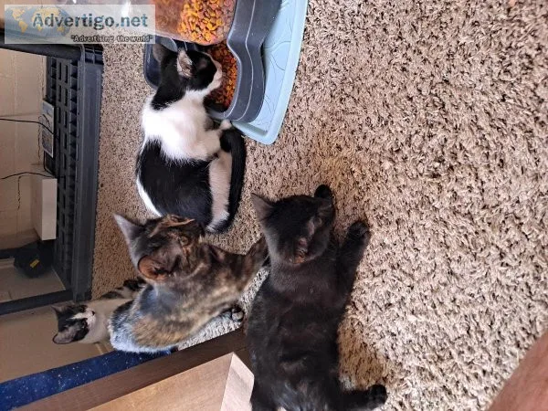 Free kittens