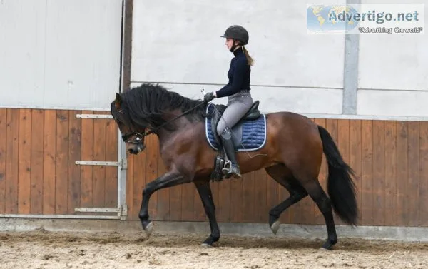 The cutest andalusian in the stable