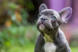 Pet meds for less