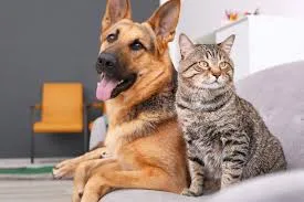 Pet meds for less