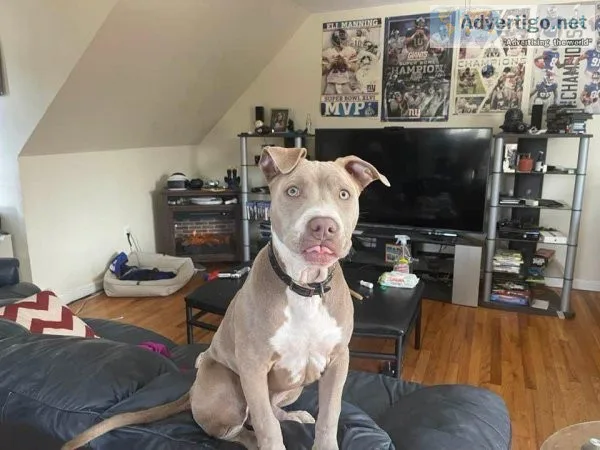 Blue nose pitbull puppy