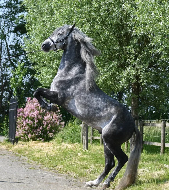 Joe is a horse with a stunning appearance