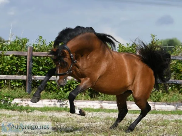 Jack sits like a chair and is wonderful to ride, 