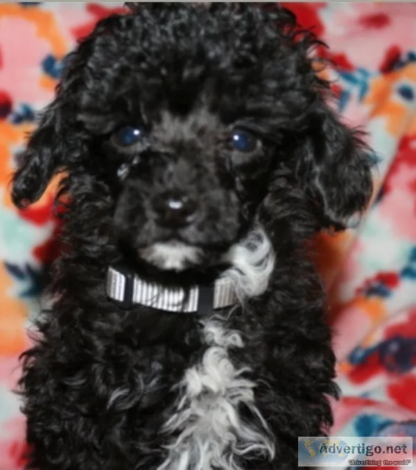 Toy poodle
