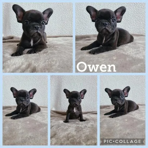 French Bulldog Pupppies