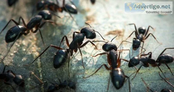Pest control West Bloomfield