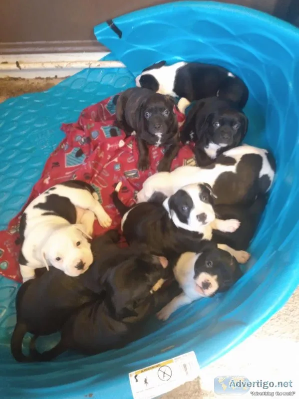Pitbull puppies