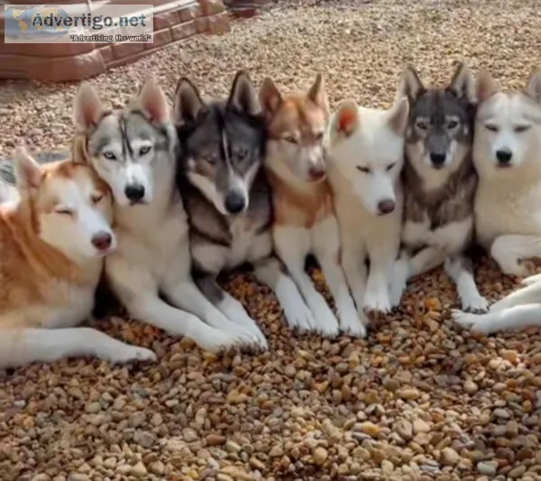 Few months old huskies are ready for a new home going for the ch