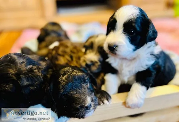 Mini aussiedoodle  puppies  ready 3192022