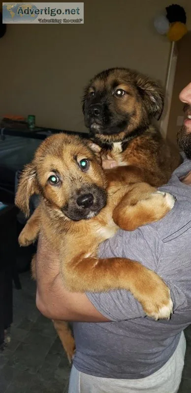 Mastiff mix puppies