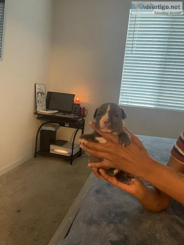 Puppies for sale