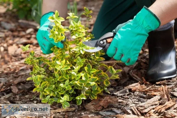 Top-tier gardening services at reasonable prices