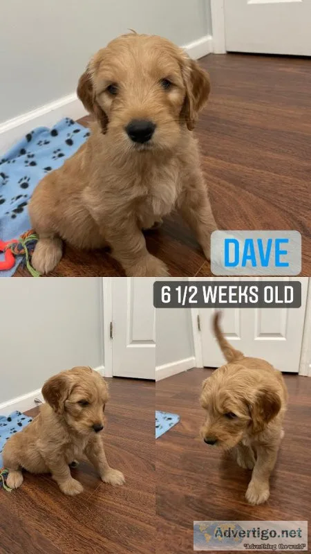 Goldendoodle puppies