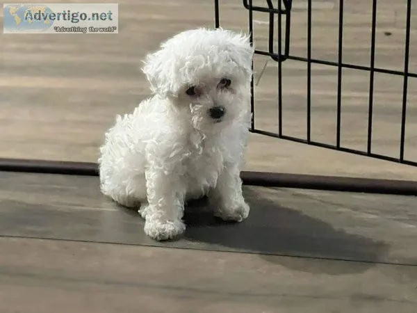 CKC Bichon frise