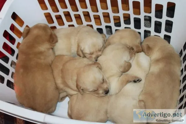 Adorable Goldador Puppies