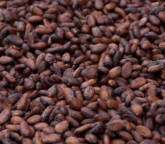 Cocoa beans wholesale suppliers and manufacturers