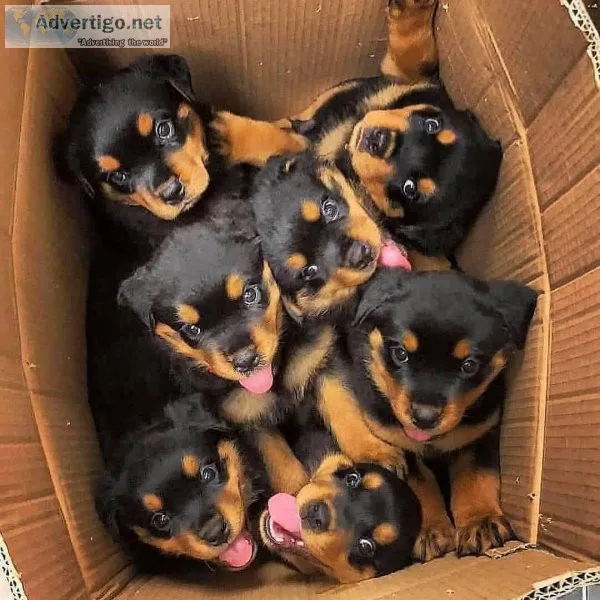 Innocent Rottweiler Puppies Available