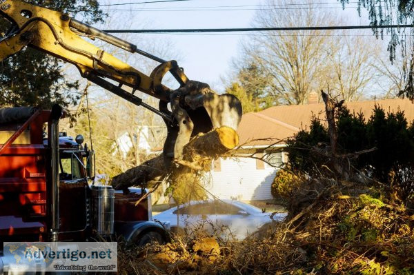Best Tree Services in Buffalo