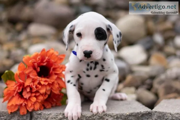 Prince Dalmatian