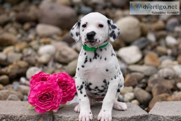 Misty Dalmatian
