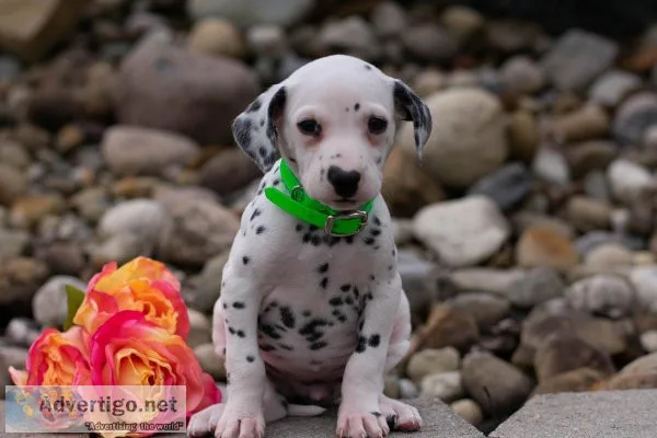 Ally Dalmatian