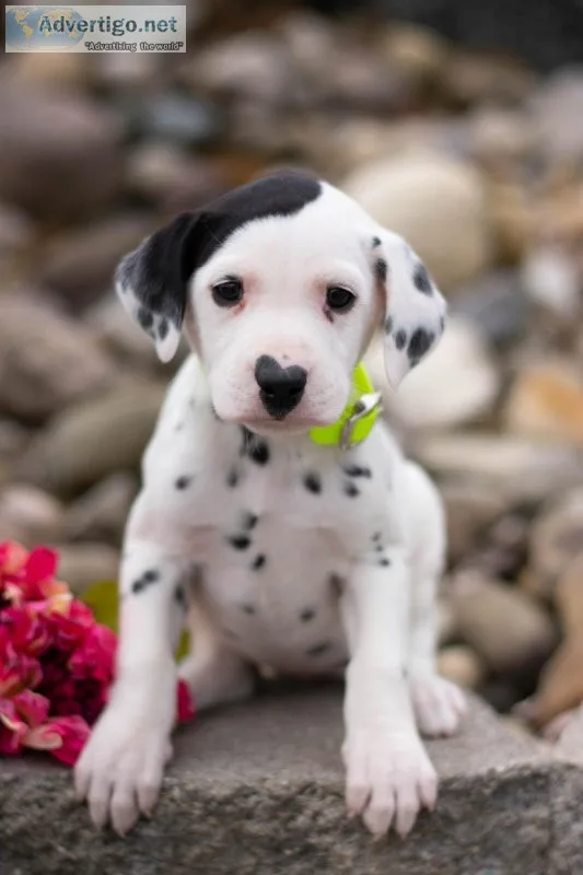 Star Dalmatian