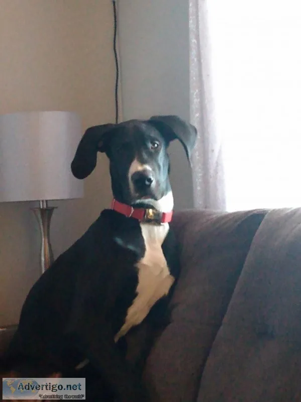 Great Dane for sale