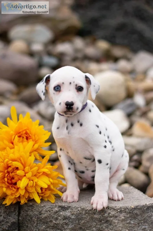 Daisy Dalmatian