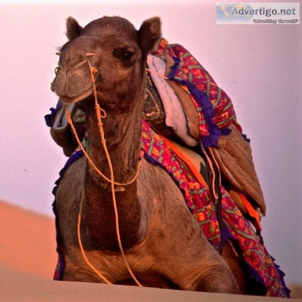 Camel Safari Jaisalmer  Jaisalmer Camel Safari  Camps in Jaisalm