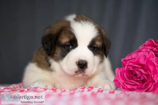 Alice - Saint Bernard