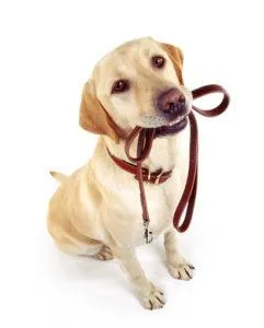 Dog Sitter Service-OKC-Moore Vera s Posh Paws.