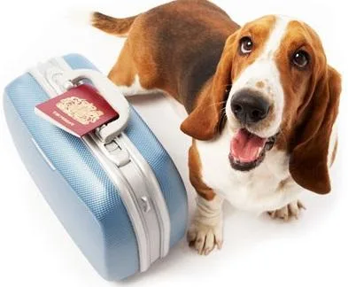Private Dog Boarding Near U-Moore-OKC.