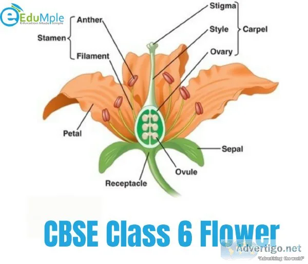 CBSE Class 6 Flower