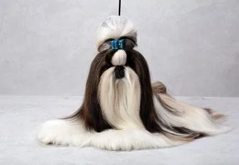 High Quality Dog Grooming service-OKC-MOORE.