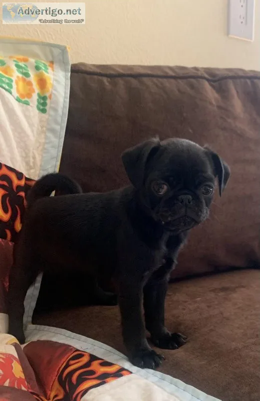 Pugs