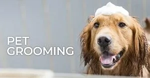 Professional Pet Grooming and Bathing Services-OKC Vera s Posh P