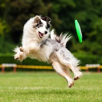 Oklahoma Animal Boarding- We treat your Pet like family.