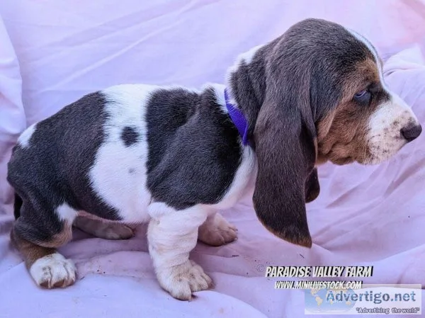 Basset Hound Puppies