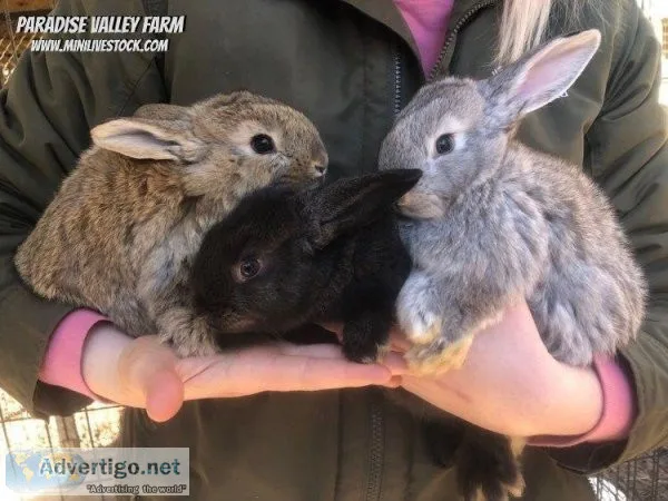 Rabbits - Flemish Giants for Sale
