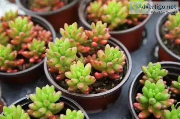 Plastic nursery pots, plastic plant pots, seedling trays