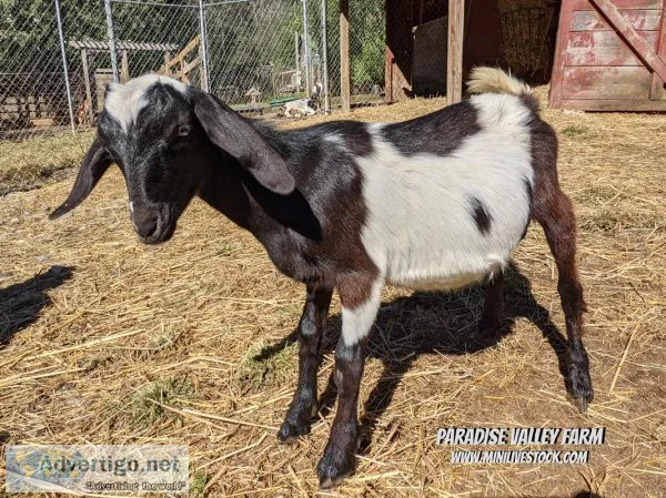 Goats - Mini Nubian Bucks