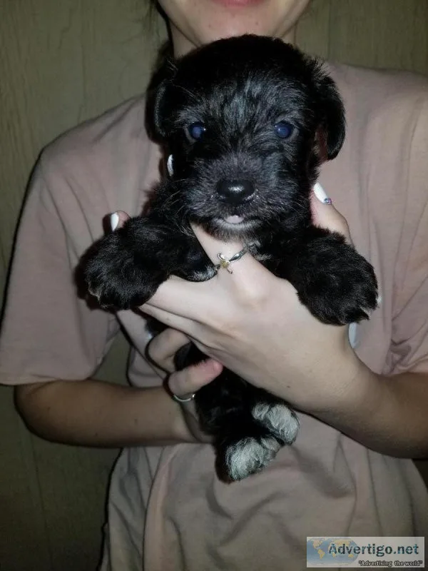 Mini schnauzer babies