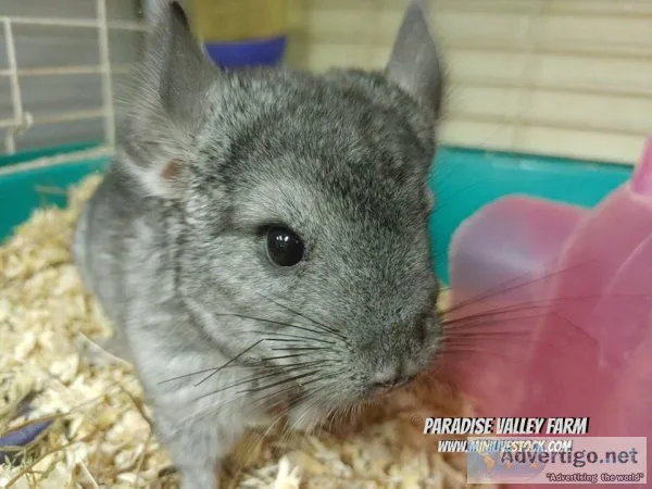 Chinchilla Female for Sale