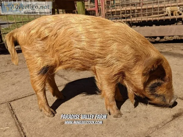 Pigs for Sale - Mini  Kune Cross