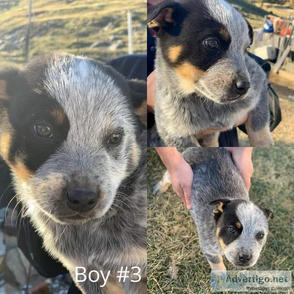 Puppies for sale